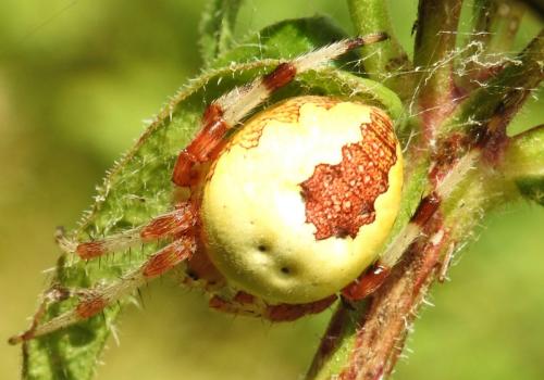 Araneus marmoreus